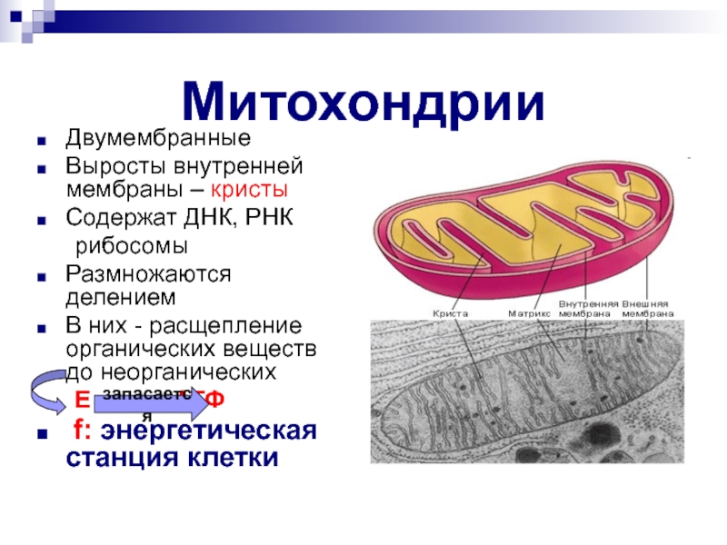 Виды крист митохондрий