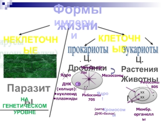 Строение эукариотической клетки