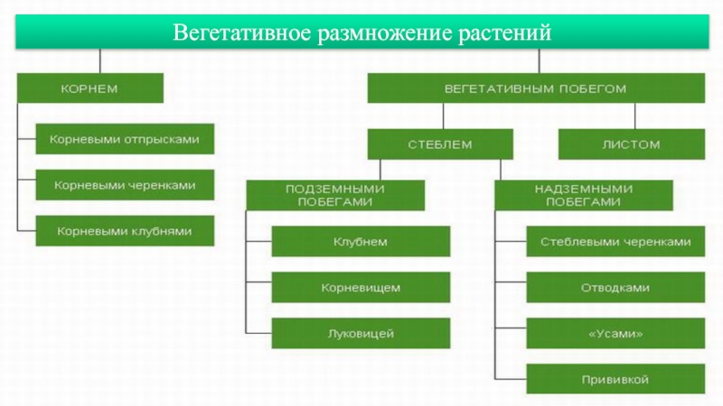 Фото вегетативного размножения растений