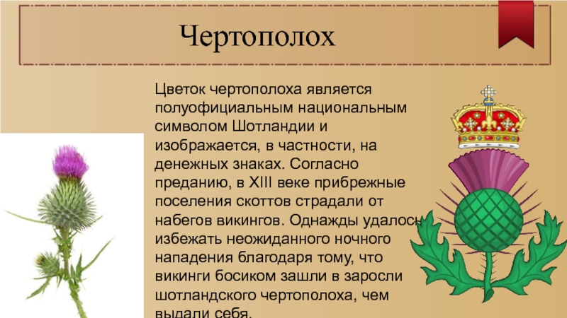 Чертополох значение. Чертополох символ Шотландии. Символ Шотландии цветок. Цветок чертополоха символ Шотландии. Символ Шотландии.