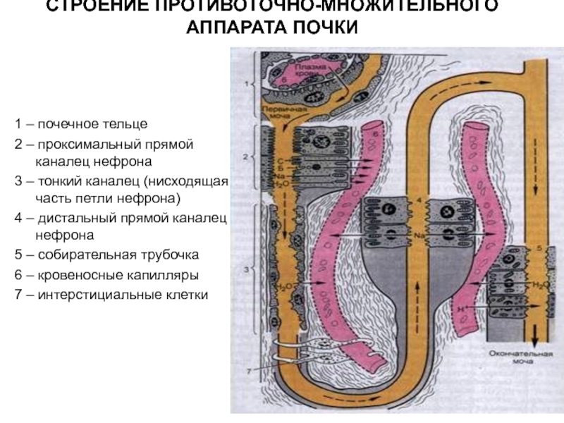 Схема противоточно множительной системы