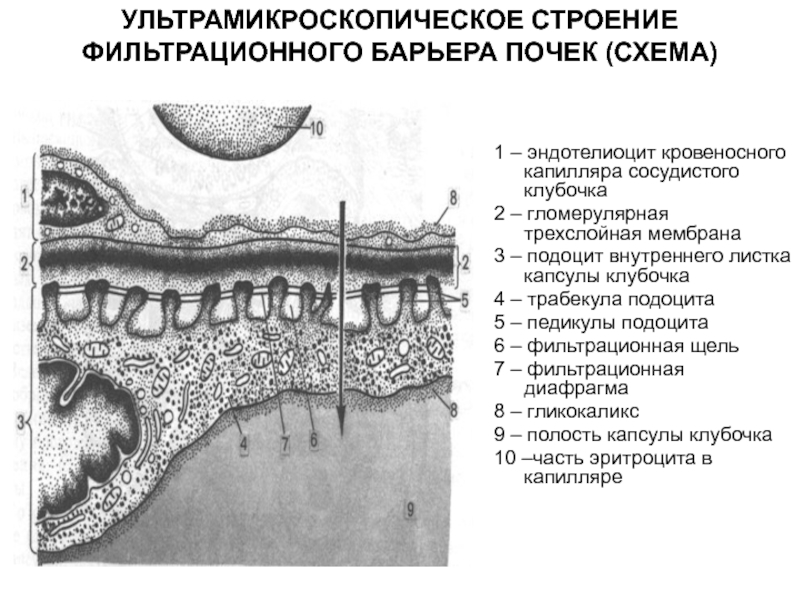 Фильтрационная мембрана почки схема