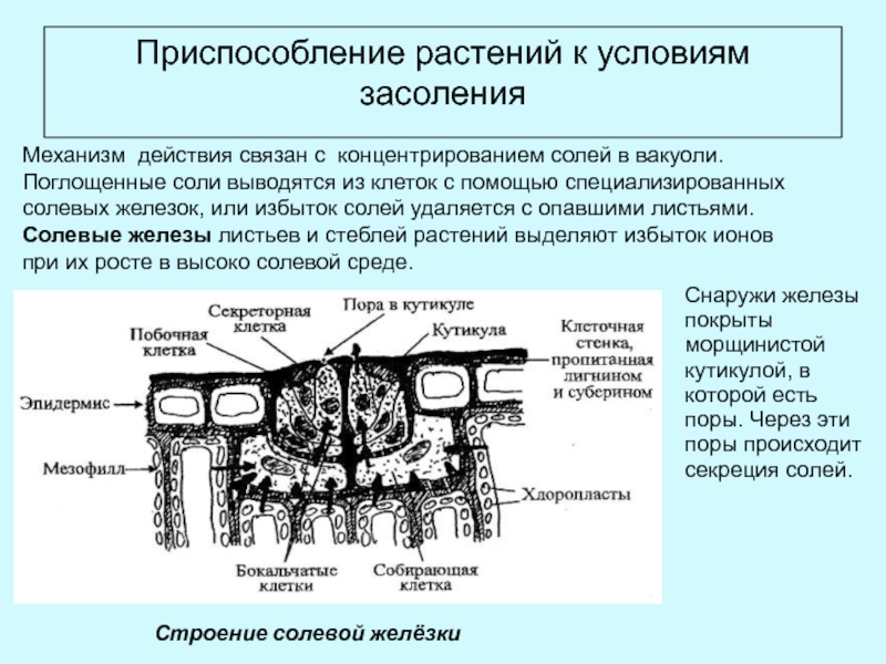 Соляные железы. Адаптации растений к засоленности. Приспособление растений к условиям засоления. Механизмы адаптации растений. Механизмы адаптации растений к засолению.