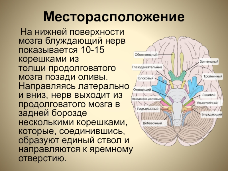 3 4 6 нерв. Олива мозга. Нервов в продолговатом мозге. Блуждающий нерв продолговатый мозг. Месторасположение продолговатого мозга.