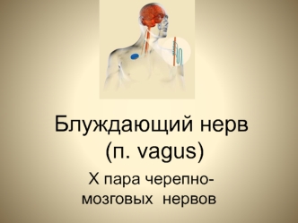 Блуждающий нерв (п. vagus). X пара черепно- мозговых нервов