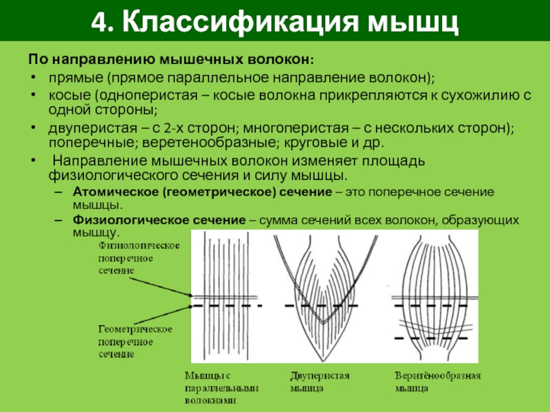 Направленные мышцы