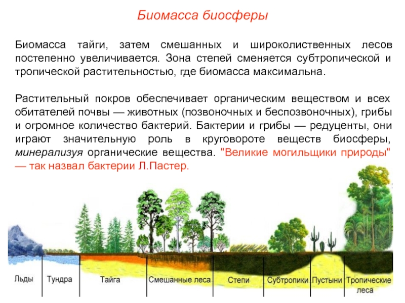 Биомасса биосферыБиомасса тайги, затем смешанных и широколиственных лесов постепенно увеличивается. Зона