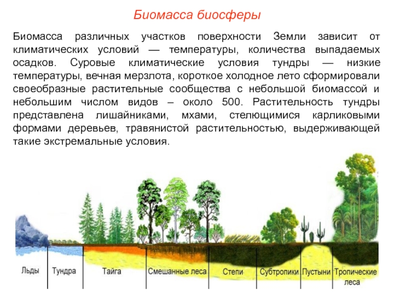 Биомасса биосферыБиомасса различных участков поверхности Земли зависит от климатических условий —