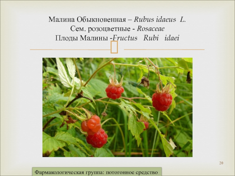 Войти в рубус видман. Малина обыкновенная Rúbus idáeus. Малина обыкновенная (Rubus idaeus). Розоцветные плоды малины. Fructus Rubi idaei - плоды малины.