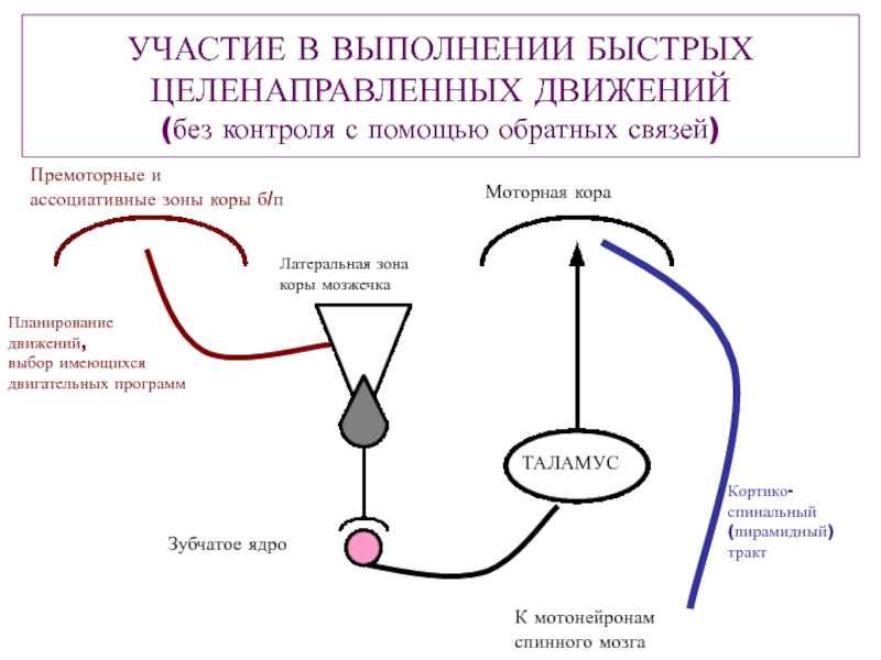 Движение выбрать. Целенаправленные движения. Двигательные программы. К целенаправленным относятся движения. Целенаправленные движения осуществляются.