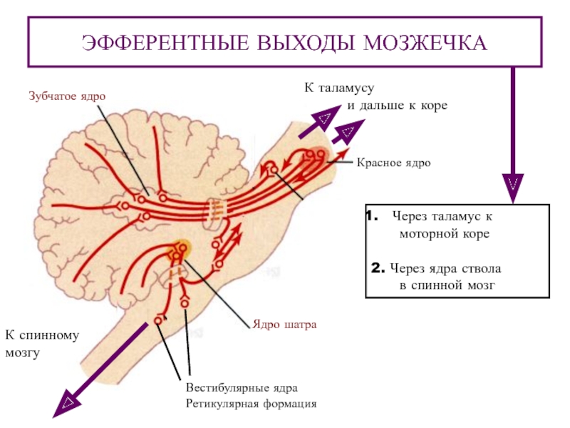 Мозжечок физиология. Ядро ретикулярной формации среднего мозга функции. Эфферентные волокна мозжечка. Проводящие пути ретикулярной формации. Двигательные ядра ствола мозга.