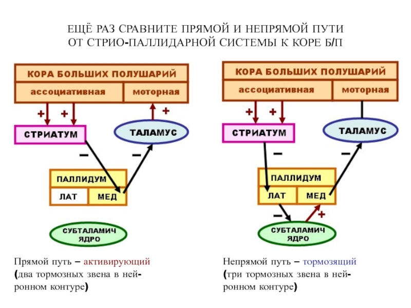 Раз сравнить. Прямой и непрямой путь. Прямой и непрямой путь экстрапирамидной системы. Стриарная и паллидарная система. Функции стриарной и паллидарной системы.