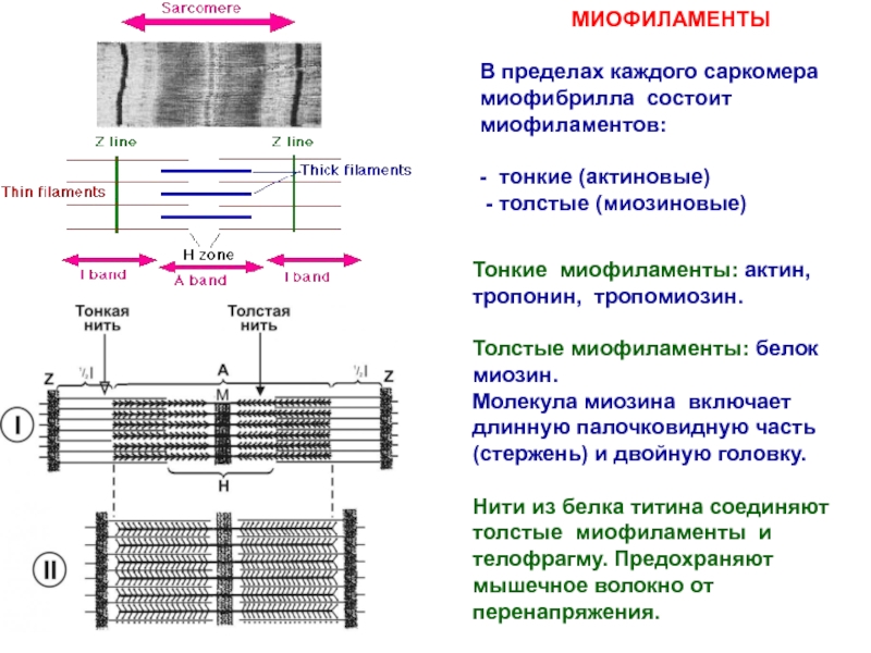 Организация миофибриллы схема