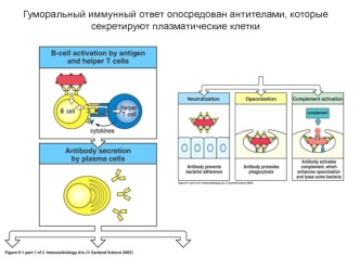 Гуморальный иммунный ответ опосредован антителами, которые секретируют плазматические клетки (иммунология, лекция 6)