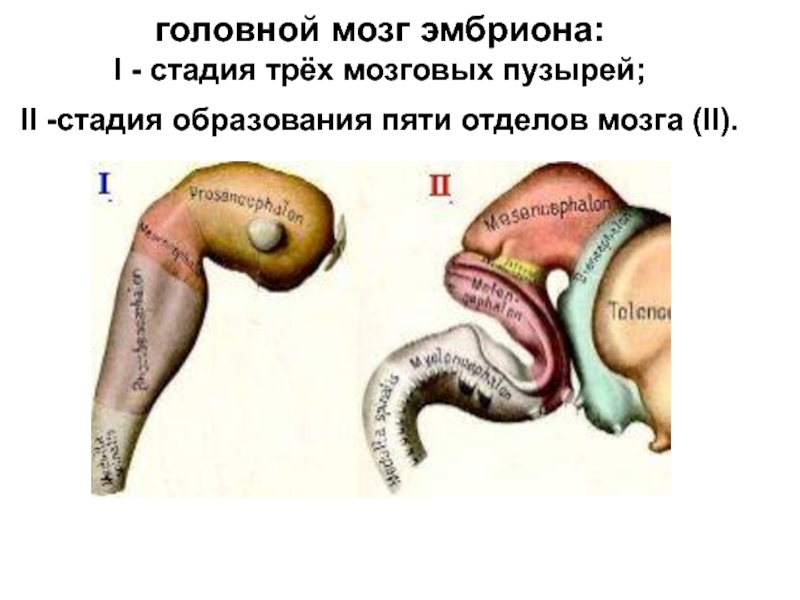 Стадия пяти мозговых пузырей. Стадия трех мозговых пузырей. Стадии образования мозговых пузырей. Стадии трех и пяти мозговых пузырей.