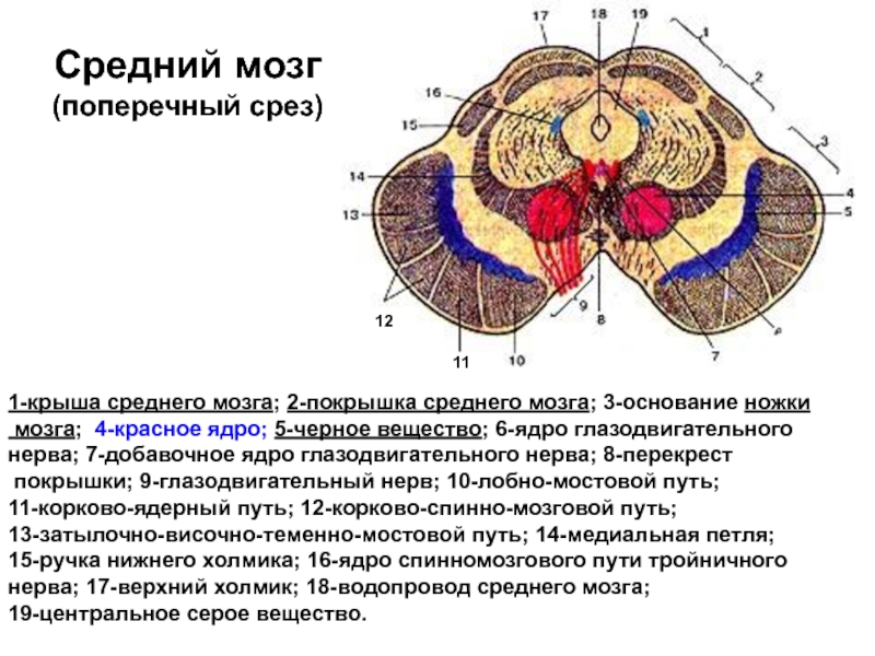 Средний мозг срез схема