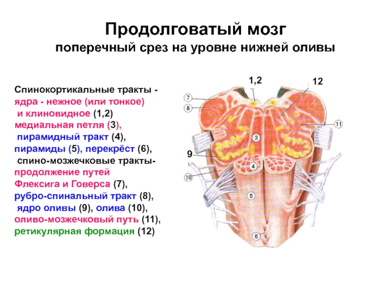 Строение продолговатого мозга на поперечном срезе ядра и проводящие пути схема