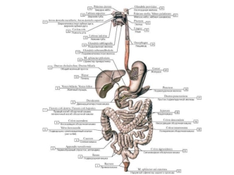 Желудочно-кишечный тракт
