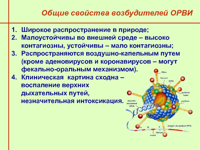 Ортомиксовирусы микробиология презентация