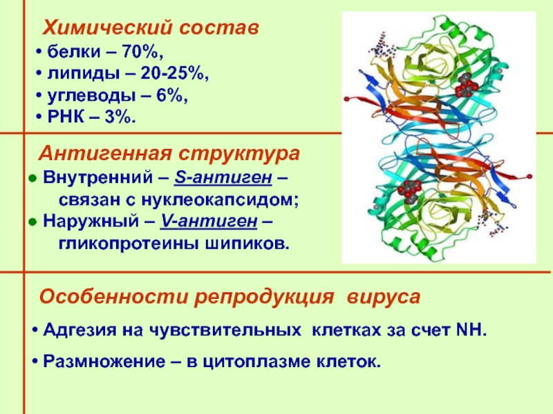 Белки состоят из остатков. Состав белка. Антигенная структура парагриппа. Химический состав белков. Из чего состоит белок.