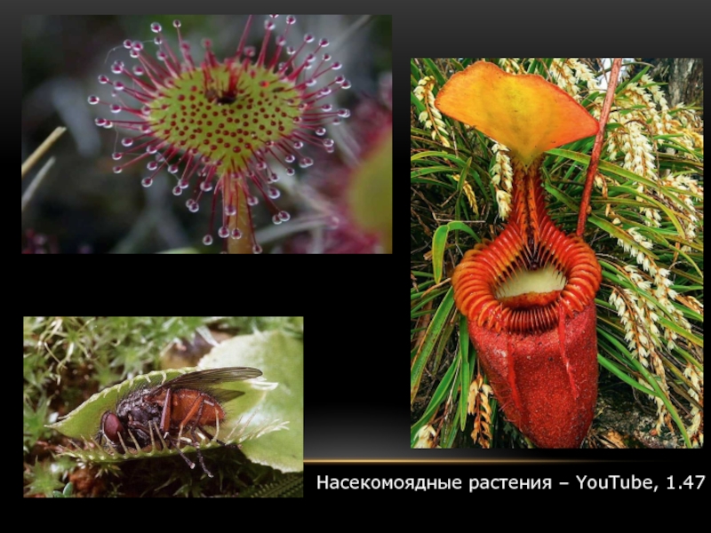 Растения насекомоядные названия и фото