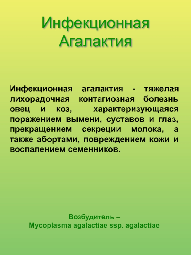 Агалактия. Инфекционная агалактия. Инфекционная агалактия овец и коз возбудитель. Инфекционная агалактия коз.