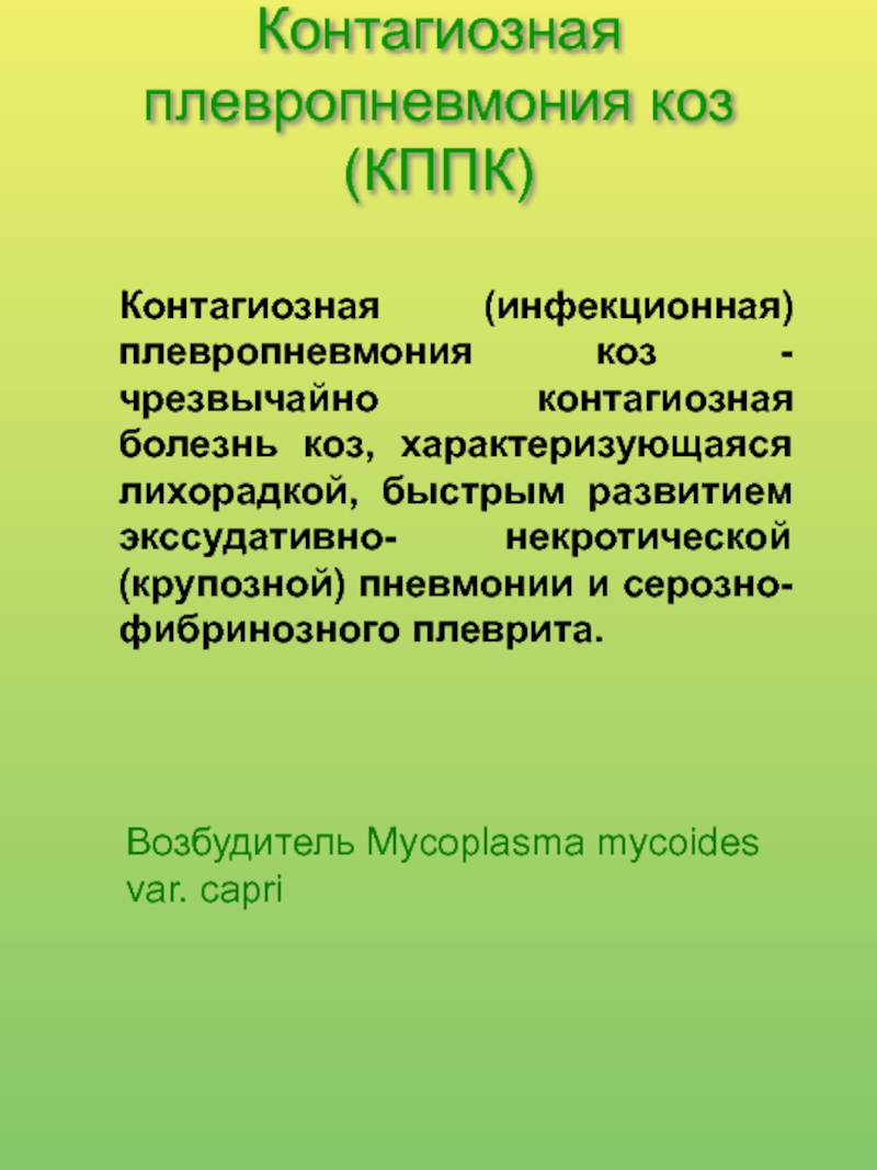 Плевропневмония. Инфекционная плевропневмония коз. Контагиозная плевропневмония. Плевропневмония козлят. Контагиозная плевропневмония КРС.