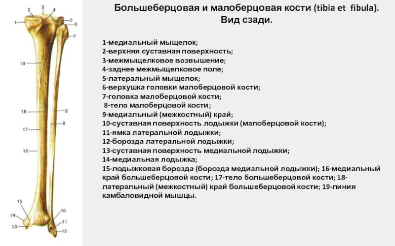 Под каким номером на рисунке обозначена малоберцовая кость