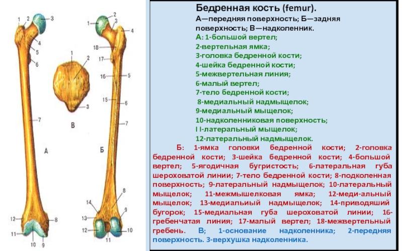 Под каким номером на рисунке обозначена бедренная кость