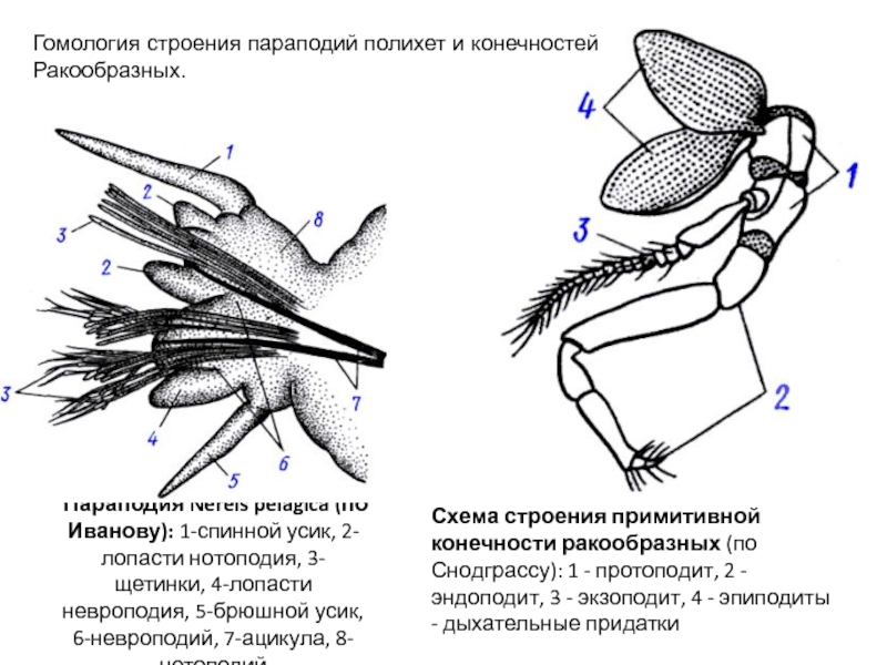 Параподии. Строение параподии полихеты. Строение параподии Нереиды. Параподия нереиса строение. Параподии многощетинковых червей.