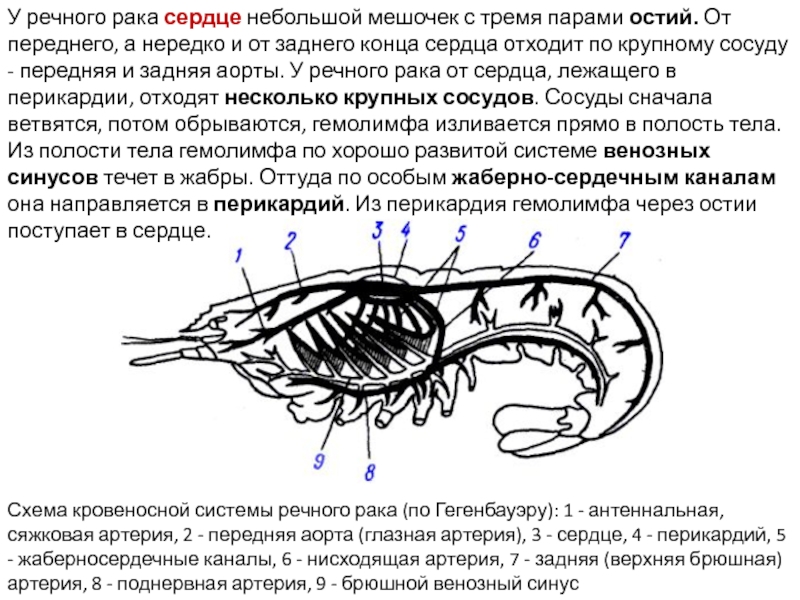 Речные раки замкнутая кровеносная система. Кровеносная система членистоногих схема. Кровесносаная система Речной ра. Строение кровеносной системы ракообразных. Ротопод что это?.