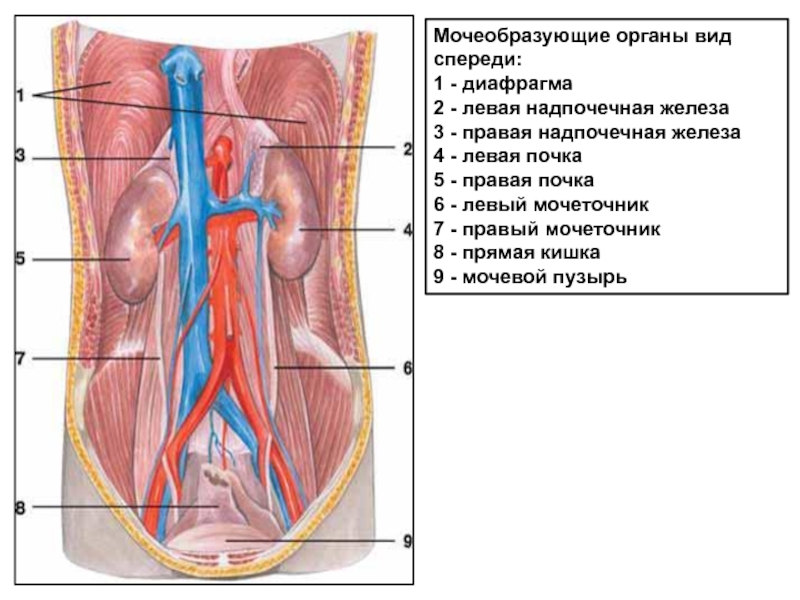 Мочеточник левой почки. Топография мочеточника анатомия. Кровоснабжение мочеточника схема. Мочеточники расположение строение. Строение мочеточника у женщин.