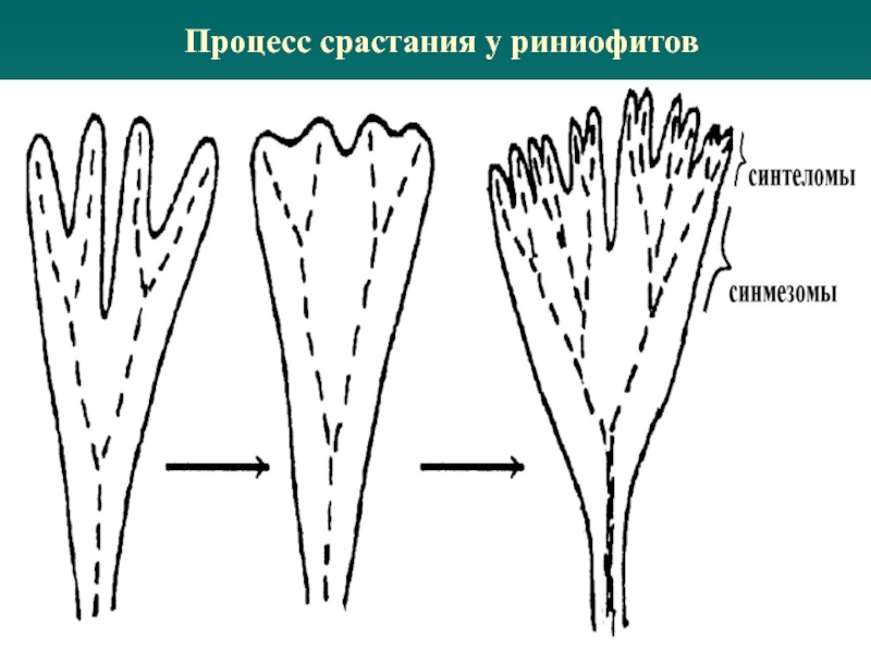 Строение риниофитов рисунок