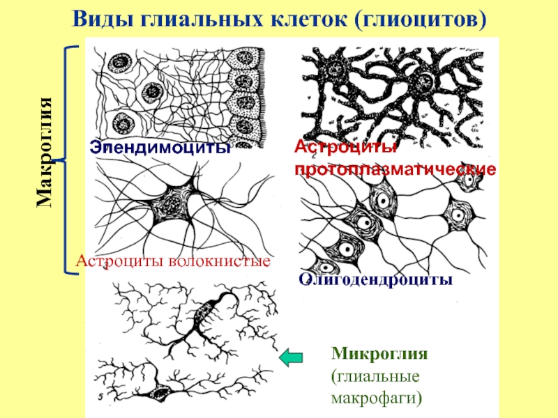 Какая ткань организма человека содержит глиальные клетки. Клетки нейроглии строение. Клетки нейроглии гистология. Микроглия нервной ткани. Астроциты и олигодендроциты.