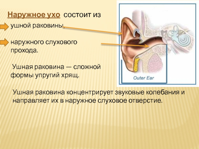 Внешняя ушная раковина. Орган слуха наружное ухо. Наружное ухо состоит из. Наружное ухо состоит из ушной раковины и наружного слухового прохода.