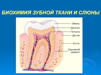 Биохимия зубной ткани и слюны