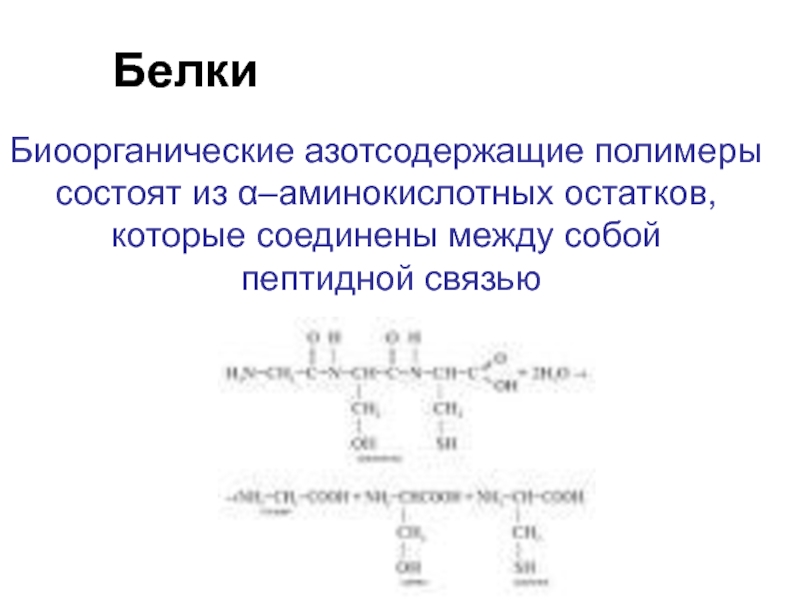 Белки являются полимерами состоящими из. Белки азотсодержащие. Доклад белки химия. Формула как белки соединяются между собой пептидными связи.