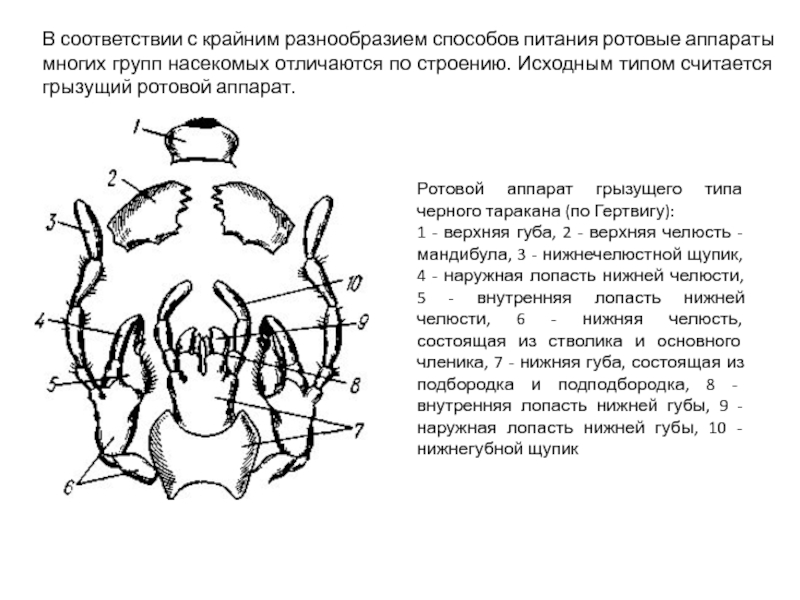 Стадия имаго грызущего типа