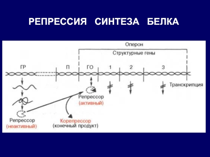 Схема регуляции синтеза белка у прокариот