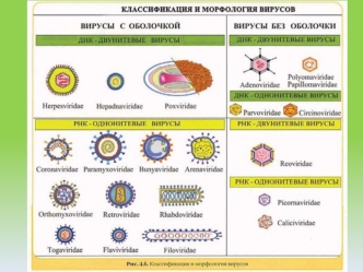 Классификация и морфология вирусов
