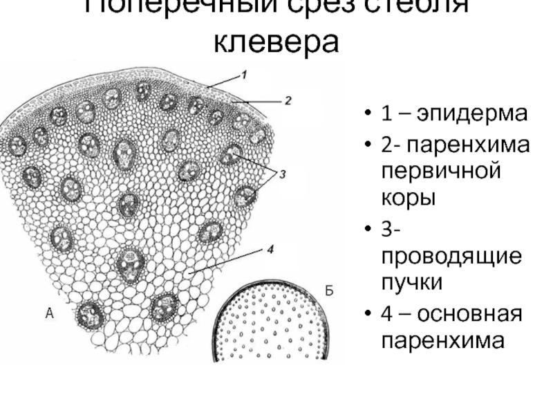 Стебель проводит. Строение стебля кукурузы на поперечном срезе. Строение среза стебля клевера. Срез стебля кукурузы под микроскопом с подписями. Паренхима коры стебля.