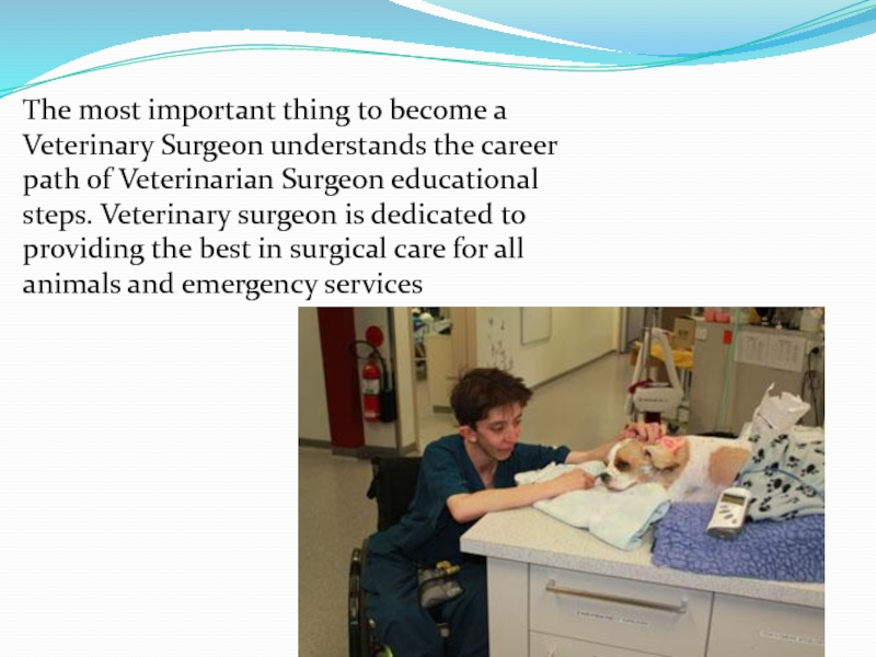 The most important thing to become a Veterinary Surgeon understands the career path of Veterinarian Surgeon educational