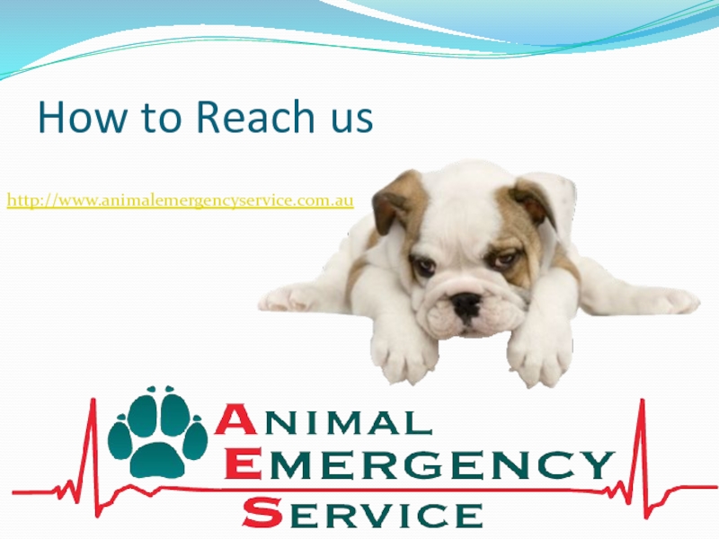 How to Reach us http://www.animalemergencyservice.com.au