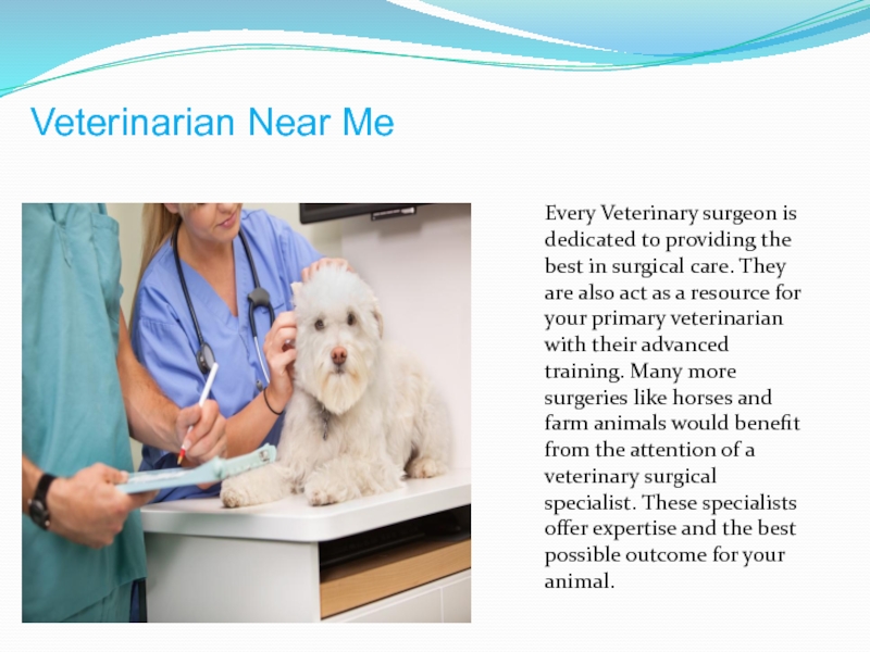 Every Veterinary surgeon is dedicated to providing the best in surgical care. They are also act as