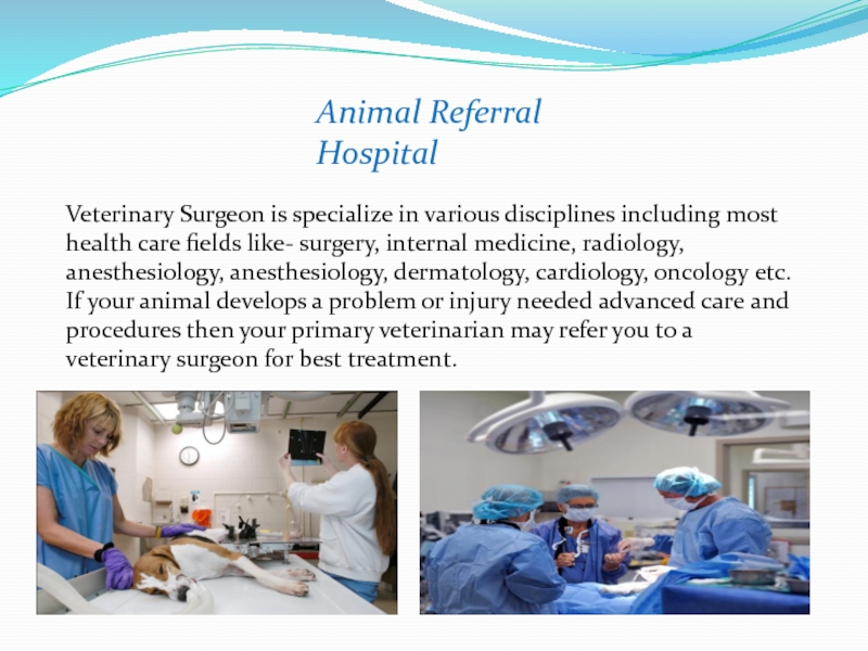 Veterinary Surgeon is specialize in various disciplines including most health care fields like- surgery, internal medicine, radiology,