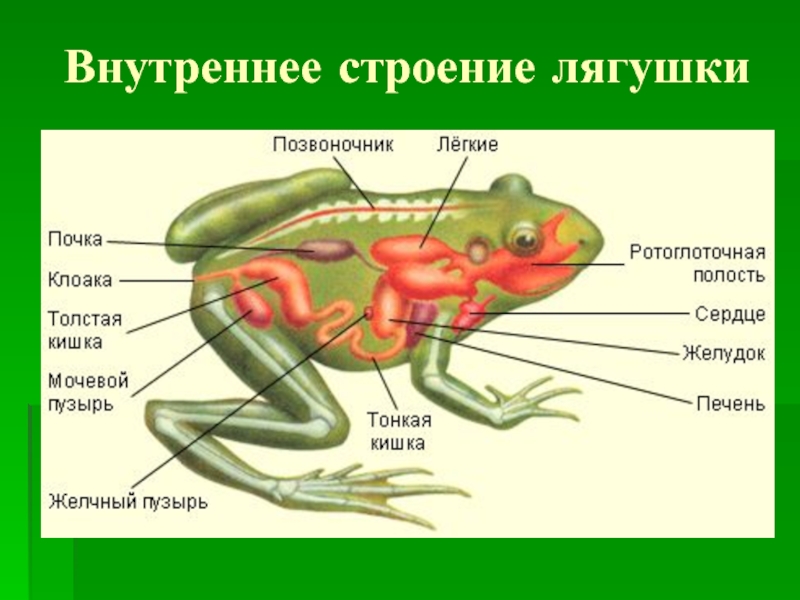 Внутреннее строение лягушки и головастика. Органы лягушки. Анатомия лягушки. Внутреннее строение земноводных. Внутренние органы лягушки.