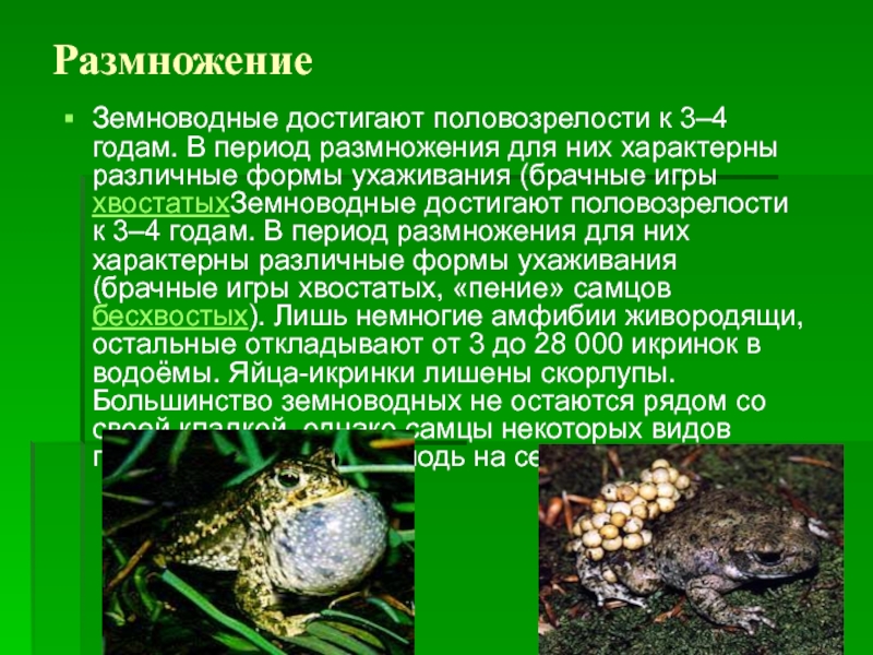 Период размножения. Размножение и развитие земноводных. Размножение земноводных кратко. Размножение амфибий. Класс земноводные размножение.