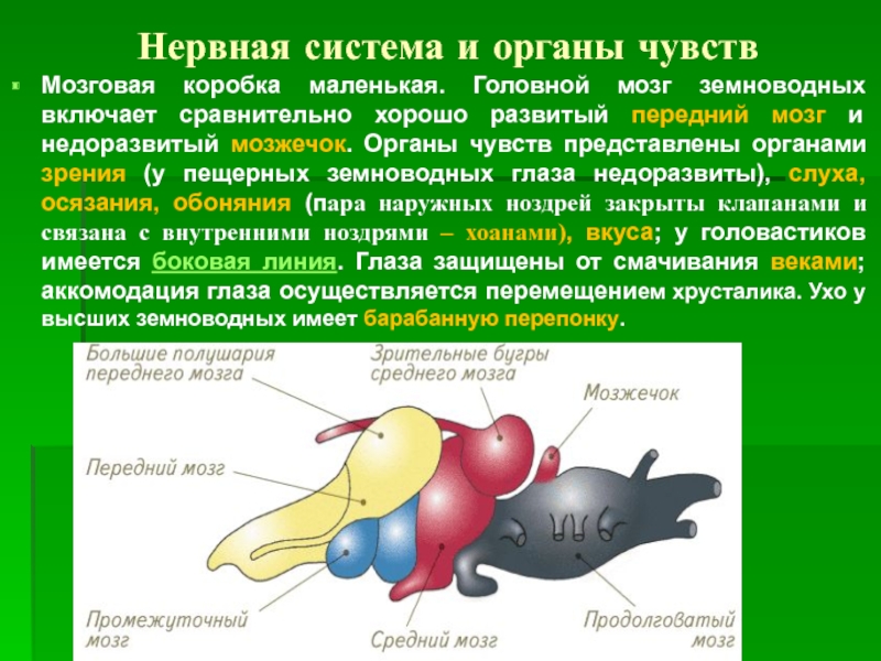 Продолговатый мозг земноводных