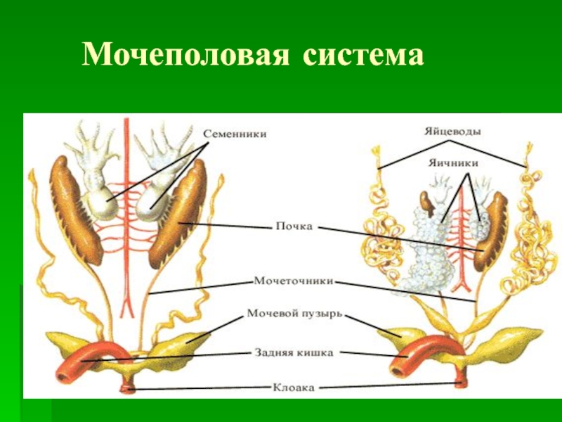 Половая система рисунок