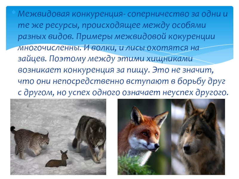 Межвидовая конкуренция приводит к. Отношения между лисицей и волком в природе. Межвидна яконкурениция. Волк и лисица взаимоотношения. Волк и лисица конкуренция.